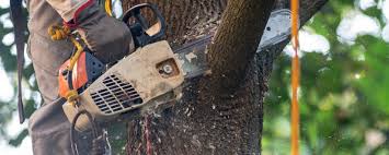 Best Commercial Tree Services  in Barbourville, KY