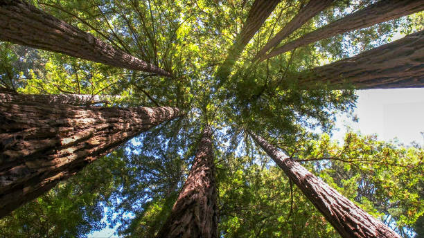 Best Hazardous Tree Removal  in Barbourville, KY