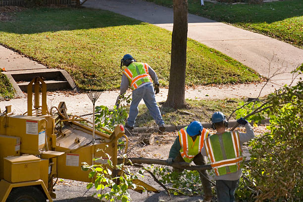 Best Palm Tree Trimming  in Barbourville, KY