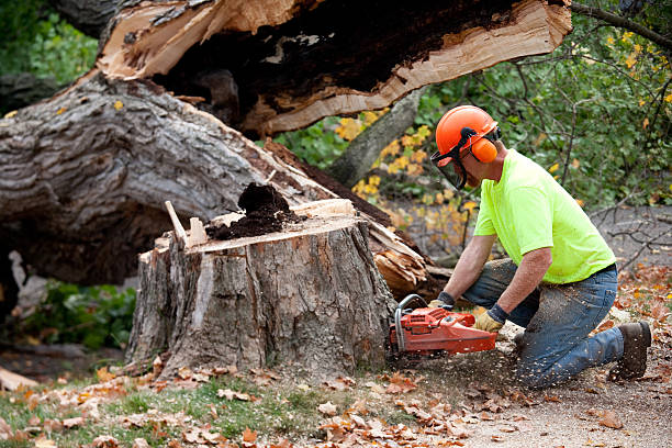  Barbourville, KY Tree Services Pros