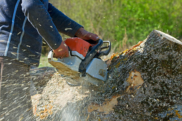 Best Hedge Trimming  in Barbourville, KY